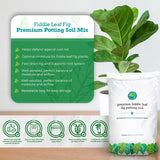 Fiddle Leaf Fig Potting Soil Mix by Fiddle Leaf Fig Plant Resource | Premium Organic Soil with Enhanced Drainage for Fast Growth and Healthy Roots (Large Bag)