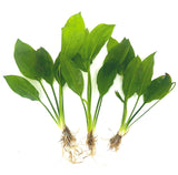 3 Aquatic Plants Bundle | Live Plants for Freshwater Aquariums (3 X Amazon Sword Plants)