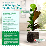 Fiddle Leaf Fig Potting Soil Mix by Fiddle Leaf Fig Plant Resource | Premium Organic Soil with Enhanced Drainage for Fast Growth and Healthy Roots (Large Bag)