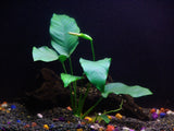 3 Aquatic Plants Bundle | Live Plants for Freshwater Aquariums (3 X Anubias VAR Nana Plants)