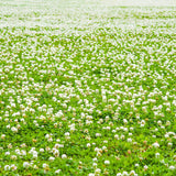 Outsidepride White Dutch Clover Seed for Erosion Control, Ground Cover, Lawn Alternative, Pasture, Forage, & More - 2 LBS