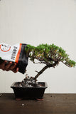 Bonsai Soil by The Bonsai Supply – 4qts. Professional Bonsai Soil Mix | Ready to use| Great for All Bonsai Tree Varieties.