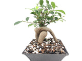 Bonsai Soil by The Bonsai Supply – 4qts. Professional Bonsai Soil Mix | Ready to use| Great for All Bonsai Tree Varieties.