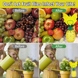 Fruit Fly Trap with Sticker, 2024 New Upgrade Effective Fly Catcher Gnat Traps for Indoor with Yellow Sticker, Non-Toxic Reusable Gnat Killer Fruit Fly Catcher with Bait for Kitchen/Plant -2 Pack