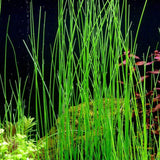 Potted Live Aquarium Plants | Freshwater Aquatic Plants for Aquariums (Giant Grass)