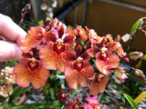 Nutricote. Timed Release Fertilizer. 18-6-8 180 Day. 2 Pounds. Orchids, Plants