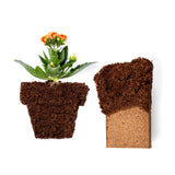 Coco Bliss Coir - Compressed Coco Bricks with Low EC and pH Balance - High Expansion Coco Fiber for Herbs, Flowers, Planting - OMRI Listed Renewable Coconut Soil (650 Grams, 5 Bricks)