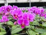 Nutricote. Timed Release Fertilizer. 18-6-8 180 Day. 2 Pounds. Orchids, Plants