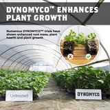 DYNOMYCO Premium Mycorrhizal Inoculant - Root Enhancer/Stimulator - Mycorrhizae for Plants - Concentrated Mycorrhizal Inoculant - Supreme myco strains - Treats up to 68 Plants! (340 g / 12 Oz)