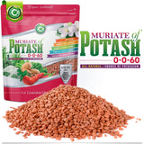 Muriate of Potash 0-0-60 Fertilizer Made in USA - MOP Potassium Plant Food for Indoor/Outdoor Plants & Flower Gardens – Promotes Big Blooms! Fruit, Vegetables, Holistic Herbs, Trees