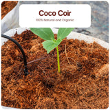 Premium Coco Coir Brick - 10 Pound / 4.5KG Coconut Coir - 100% Organic and Eco-Friendly - OMRI Listed - Natural Compressed Growing Medium - Potting Soil Substrate for Gardens, Seeds and Plants