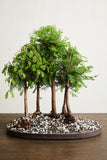 Bonsai Soil by The Bonsai Supply – 4qts. Professional Bonsai Soil Mix | Ready to use| Great for All Bonsai Tree Varieties.