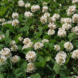 Outsidepride White Dutch Clover Seed for Erosion Control, Ground Cover, Lawn Alternative, Pasture, Forage, & More - 2 LBS