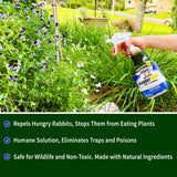 Nature’s MACE Rabbit Repellent 1 Gal Concentrate/Covers 2 Acers/Rabbit Repellent and Deterrent/Keep Rabbits Out of Your Lawn and Garden/Safe to use Around Children & Plants